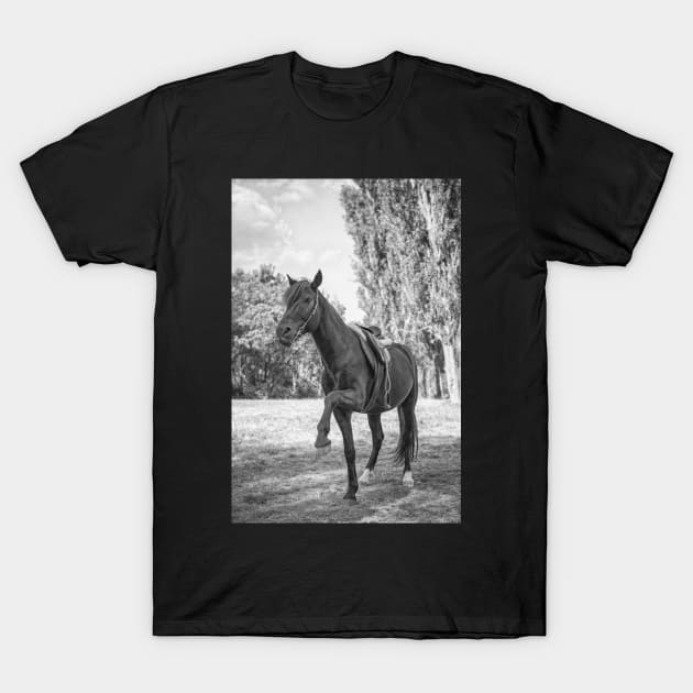 Beautiful Black Horse T-Shirt by KanysDenti